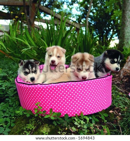 Four four weeks old pure breed Siberian husky puppy in a pink bed