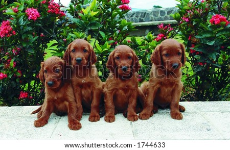 Four two months old pure breed red irish setter puppies posing in a row