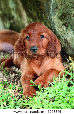 Irish Setter Puppies on Two Months Old Pure Breed Red Irish Setter Puppy Laying Next To A Rock