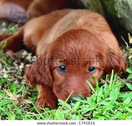 Irish Setter Puppies on Pure Breed Red Irish Setter Puppy Laying In The Grass And Looking Cute