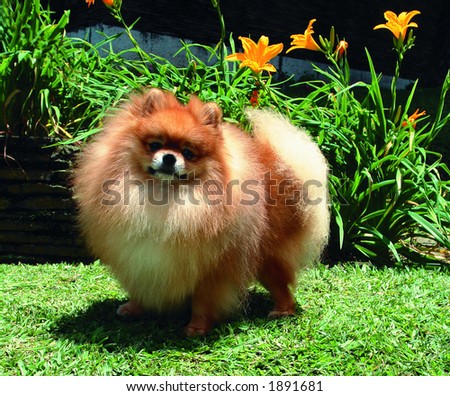 stock photo : Pure breed Pomeranian or german spitz dog