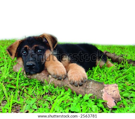 Pure breed german shepherd puppy 