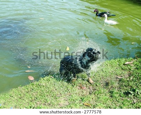 Mixed breed dog gettting out of a lake shaking off the water
