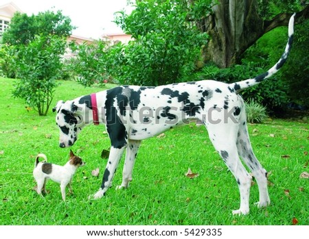Purebreed chihuahua puppy and a great dane sniffing each other - stock Purebreed chihuahua puppy and a great dane sniffing each other - stock