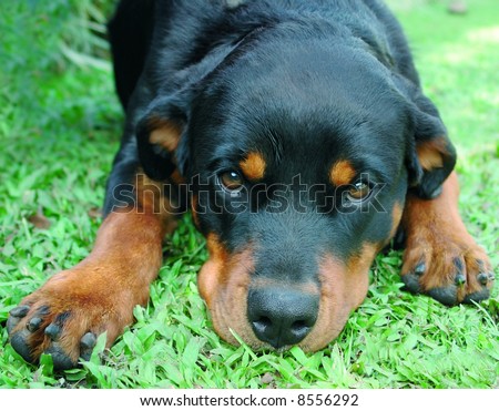 Pure bred rottweiler dog laying down