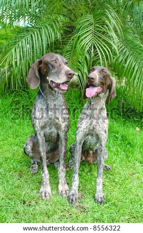 Pure bred german pointer dogs sitting down
