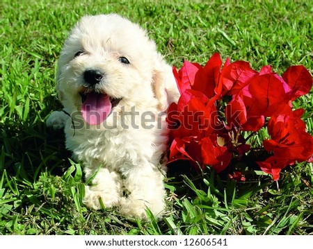 Puppy French Poodle