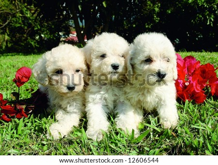 Poodle Puppies on Three Purebreed French Poodle Puppies Stock Photo 12606544