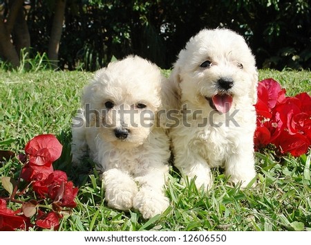 Puppy French Poodle