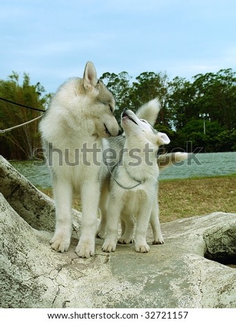 Two pure breed siberian husky puppies standing on a rock