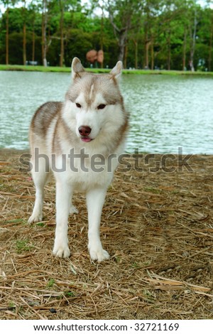 Pure Breed Siberian Husky Dog Standing Stock Photo 3272