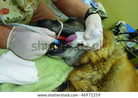 Pure breed german shepherd dog at a dental cleaning