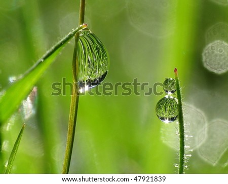 Dew drops on grass in the morning sunlight, refracting images of the foliage in the background