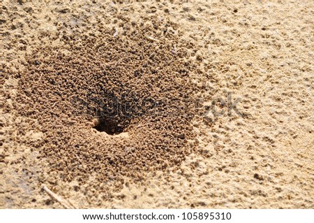Sand anthill. The cone over the dwelling of excavation black ants Lazius in a sandy soil