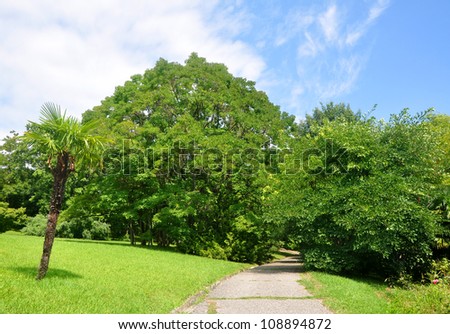 Walking road at the southern garden. Summer view of Sochi arboretum