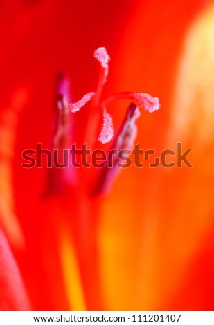 Dominant red: pestle gladiolus (Macro)