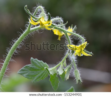 Tomato flowers ready for pollination at the vegetable farm