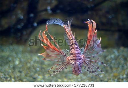 Exotic lionfish (zebra fish)
