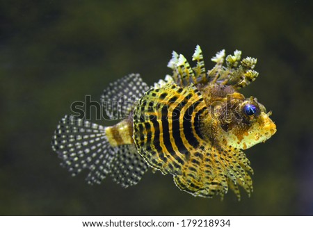 Rockfish (Dendrochirus brachypterus) underwater, close-up