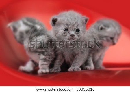 three gray cat sitting on a red chair