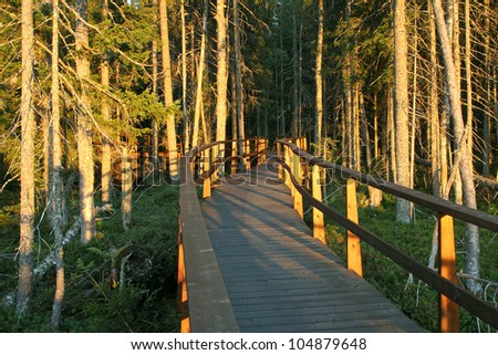 Path into the wood in Skuleskogen national park in Sweden, High Coast, UNESCO World Heritage Site