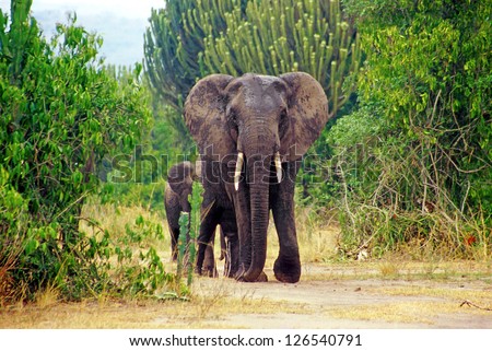 Elephant in the Queen Elizabeth National Park in Uganda (Africa)