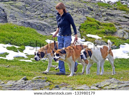 GREAT ST. BERNARD PASS, ITALY, SWITZERLAND - AUGUST 12: Breeder on a walk with the dogs bred for centuries in hospice of Great St. Bernard Pass on August 12, 2007, border between Italy and Switzerland