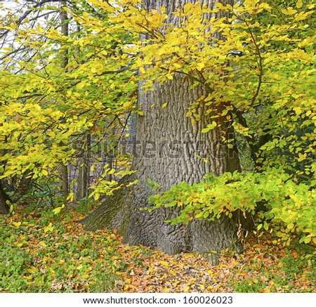 Autumn in the park of castle Lednice, Czech Republic, Lednice-Valtice Cultural Landscape - World Heritage Site by UNESCO
