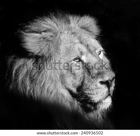 Indian Lion - Panthera leo Persica, the latest Asian Lion, black and white portrait