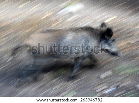 Fleeing wild boar in the Bialowieza Forest, Poland, UNESCO World Heritage Site