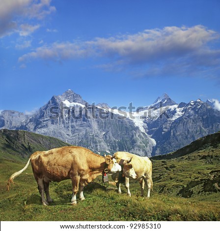 Cows and mountains Bernese Alps, Bernese Oberland, Switzerland, World Heritage Site by UNESCO
