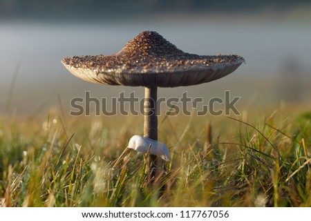 Parasol Mushroom - Macrolepiota procera. Shallow depth of field photo.