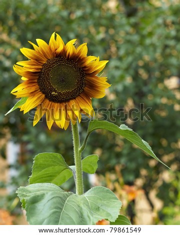 Bright yellow - read sunflower growing in the garden.  Focus on the sunflower with blurred background.