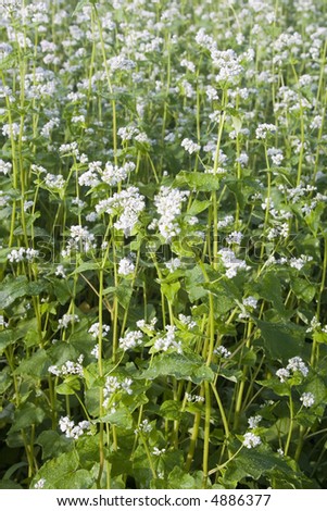 A field of Japanese Soba flowers, used to produce the famous Japanese noodles.