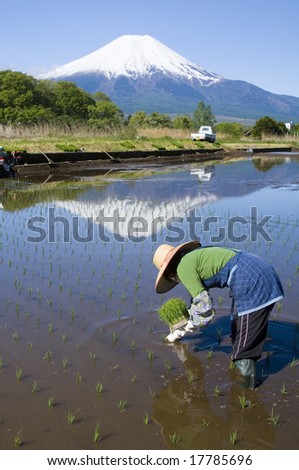 A woman planting rice at the foot of Mt. Fuji