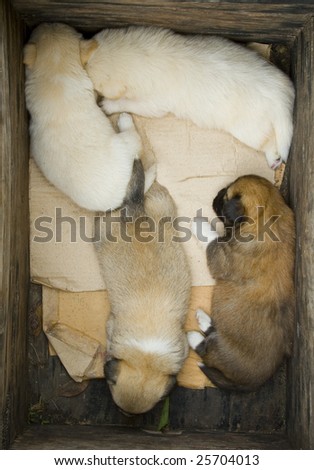 Four Puppies asleep in a wooden crate