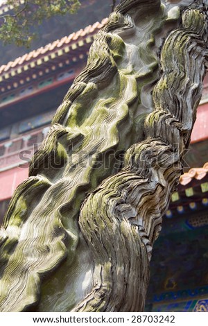 An ancient Juniper tree in the Confucius temple in Qufu, China
