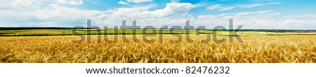 Panoramic view of a golden wheat field