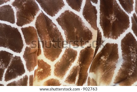 giraffe hiding