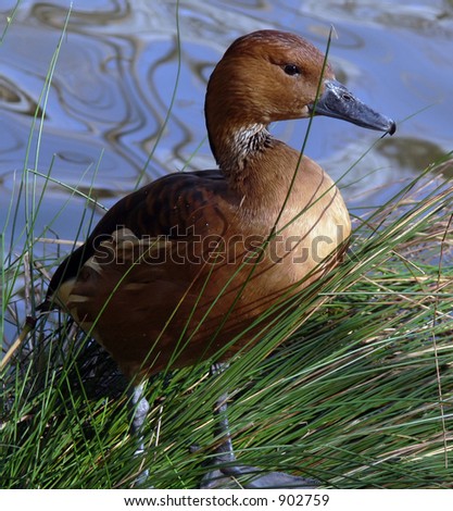 Fulvous Whistling Duck by the water