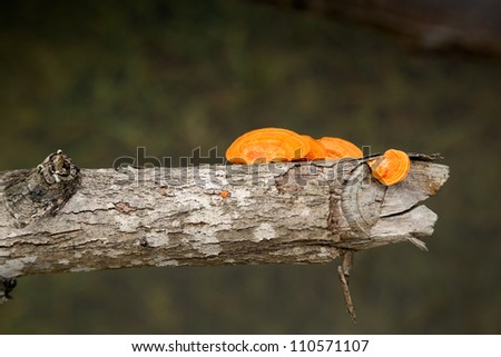 Orange Tree Trunk