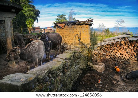 A rural farmhouse in Yuan Yang, China where buffaloes, chicken and pigs share a common yard.