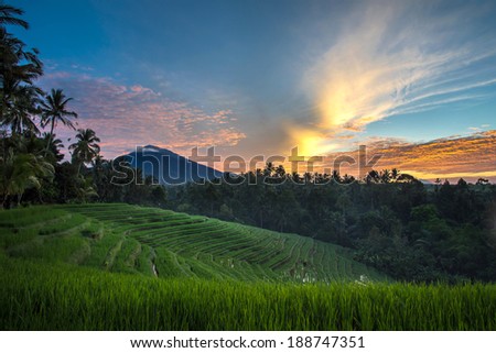 A sunrise view of the terraced rice fields on the rich fertile volcano soil hills of Bali, Indonesia.