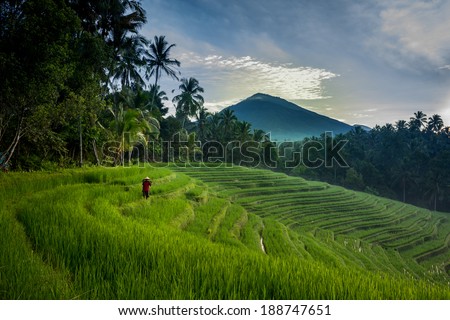 BALI - APRIL 12, 2014: An unidentified farmer checks his growing paddy plants on the terraced rice fields in Bali, Indonesia. Rice is an important food source and grows well on fertile volcano soil.