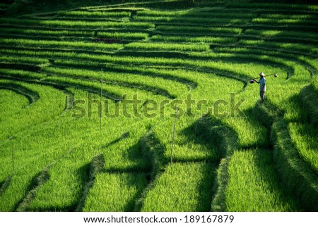 BALI - APRIL 12, 2014: An unidentified farmer checks his growing paddy plants on the terraced rice fields in Bali, Indonesia. Rice is an important food source and grows well on fertile volcano soil.