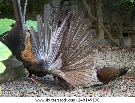 pair of pheasants in courtship dance with male displaying feathers