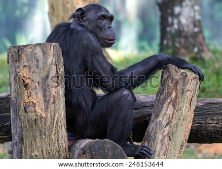 alpha male chimpanzee resting on tree trunks
