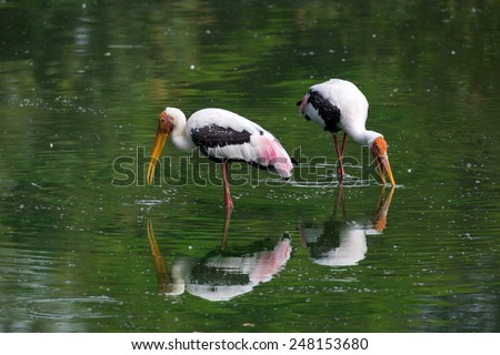 Painted stork feeding in a pond