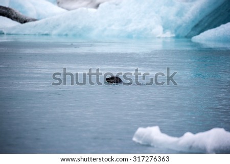 seal swimming in the cold water of the Jokulsarlon Glacier Lagoon, Iceland