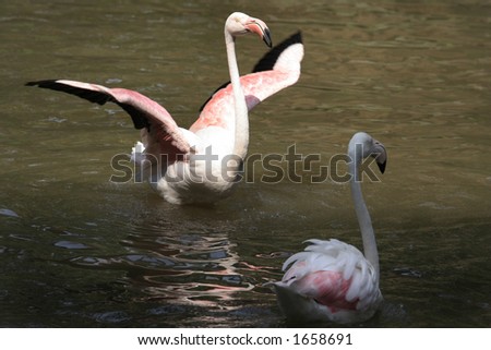flamingo dancing